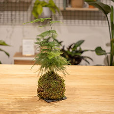 Kokedama Asparagus