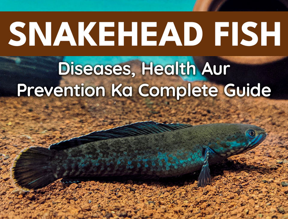 Snakehead Fish Diseases, Health Aur Prevention Ka Complete Guide