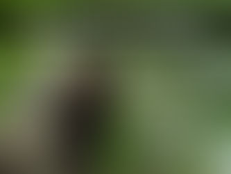 Marmoset Monkey Summer Care Guide for Heat Relief and Nutrition