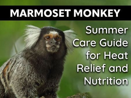 Marmoset Monkey Summer Care Guide for Heat Relief and Nutrition