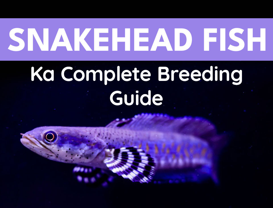 Snakehead Fish Ka Complete Breeding Guide