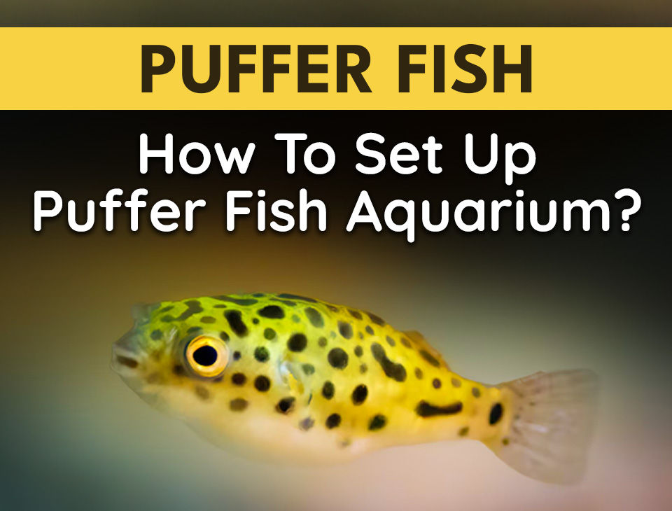 How To Set Up Puffer Fish Aquarium?