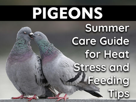 Pigeons' Summer Care Guide for Heat Stress and Feeding Tips