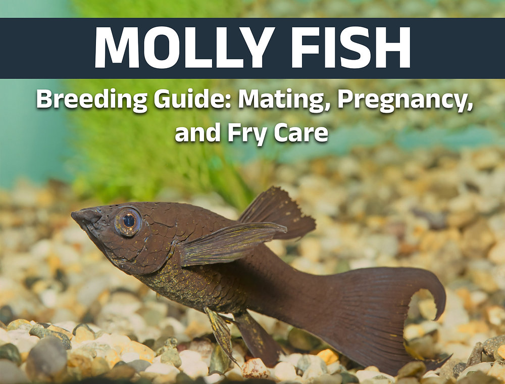 Molly Fish Breeding: How Do Mollies Give Birth? Molly Fish Breeding: How Do Mollies Give Birth?
