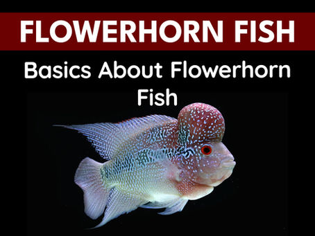Basics About Flowerhorn Fish