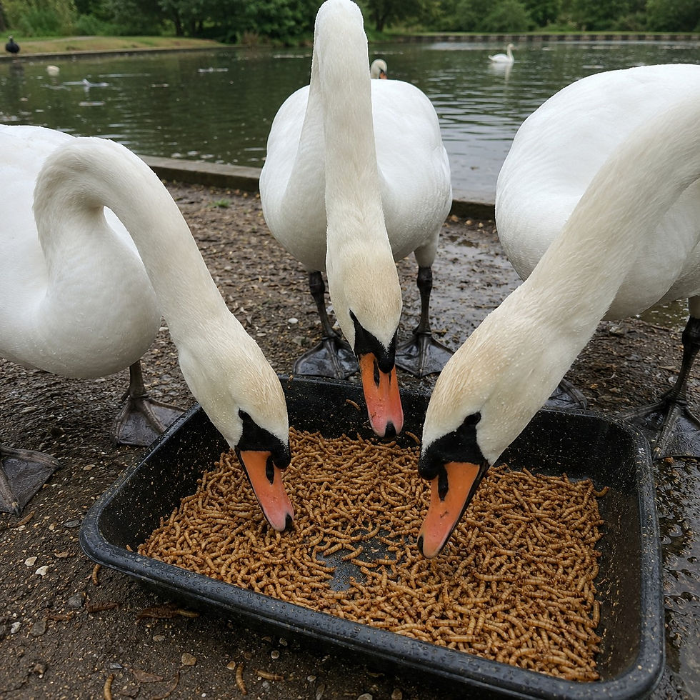 Three swans eat from a tray of worms by a pond. The scene is outdoors with green trees in the background, creating a serene mood.