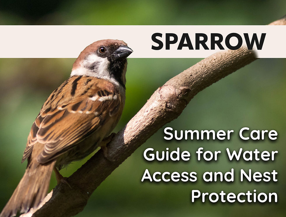 Sparrow Summer Care Guide for Water Access and Nest Protection