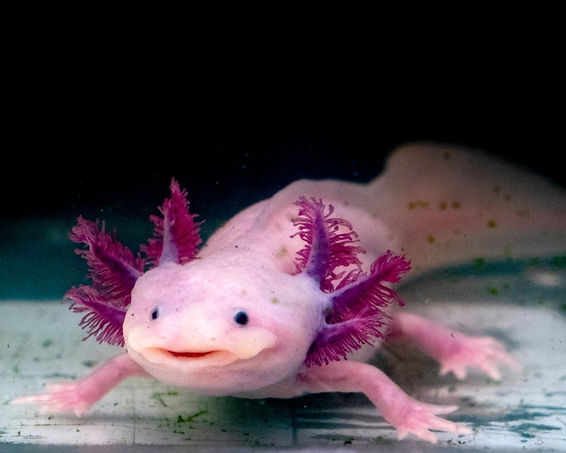 Pink Axolotl