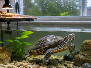 Red-Eared Slider Turtle During Monsoon: Preventing Shell Rot & Maintaining Clean Water