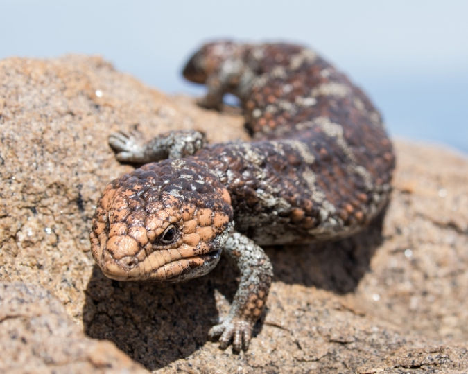 A thick-tailed lizard with textured brown and gray scales crawls over a sunlit rocky surface against a clear sky.