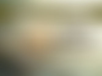 Jumping Spider Care Guide for Beginners