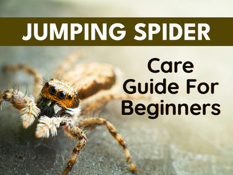Jumping Spider Care Guide for Beginners