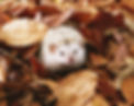 Hedgehog nestled among brown and yellow autumn leaves, appearing curious in a natural setting.