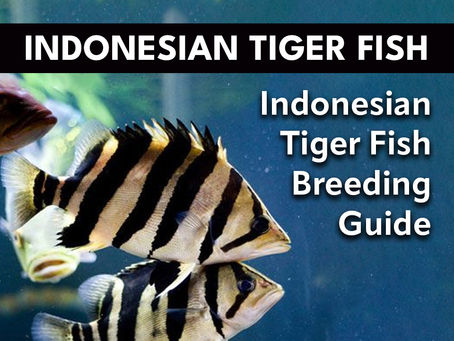 Indonesian Tiger Fish Breeding Guide