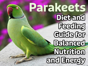 Parakeets Diet and Feeding Guide for Balanced Nutrition and Energy