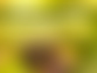 Jumping Spider Health and Common Diseases Guide