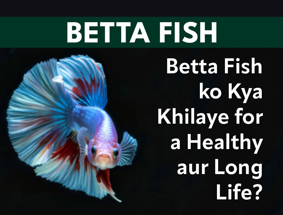 Betta Fish ko Kya Khilaye for a Healthy aur Long Life?