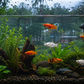 Molly Fish Care in Rainy Months: Breeding Safety & Water Balance Tips