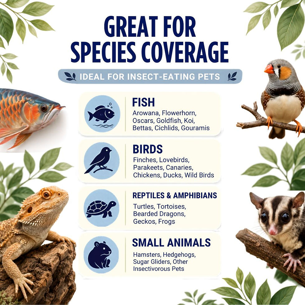 Thumbnail: Pet species infographic showing an arowana, finch, bearded dragon and sugar glider alongside animal categories.