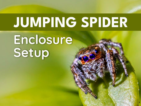 Jumping Spider Enclosure Setup Guide