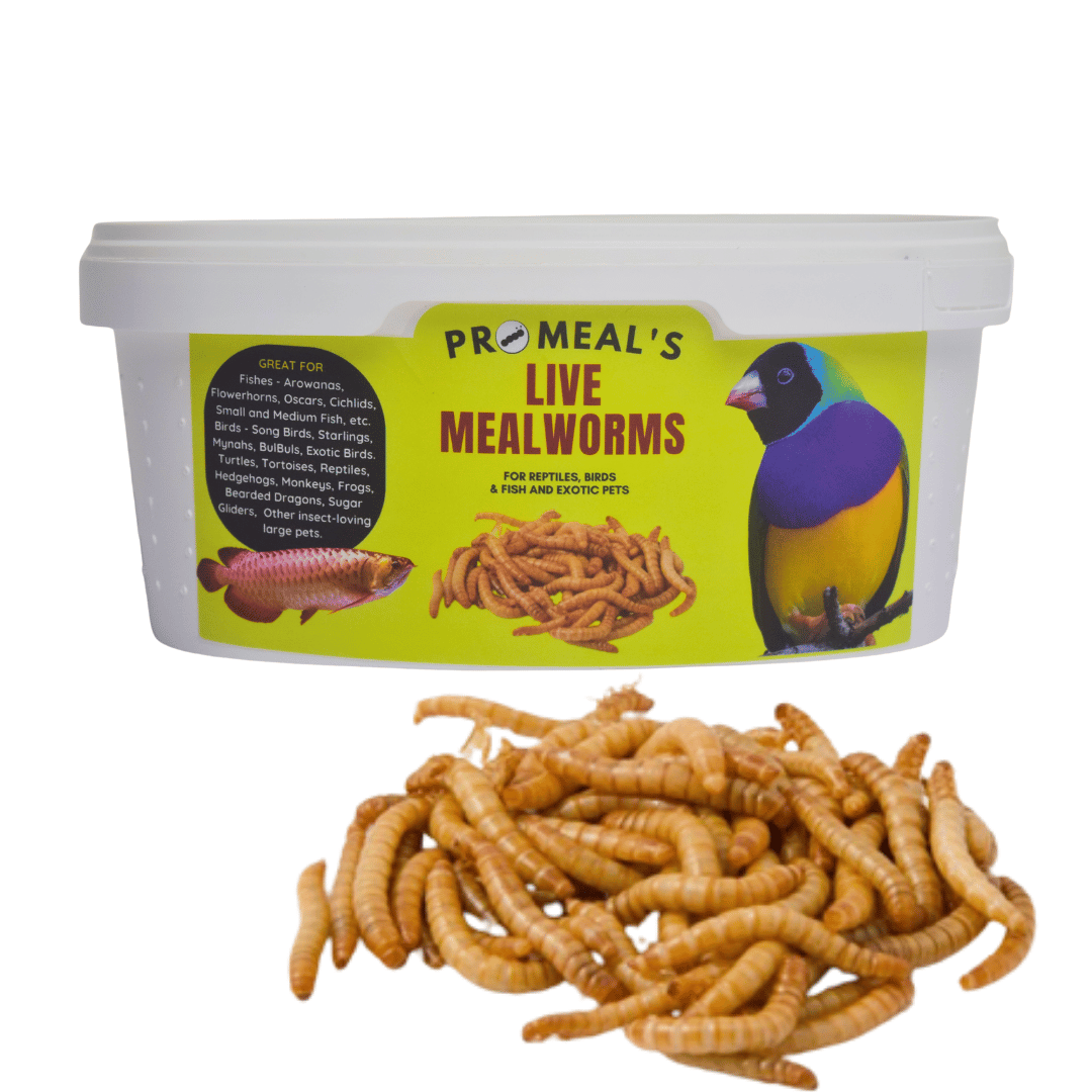 Live Mealworms