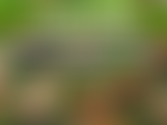 Mealworm for Chickens: Benefits, Nutrition & Feeding Guidelines