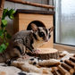 Sugar Gliders During Monsoon: Avoiding Moisture Issues & Maintaining Active Lifestyle