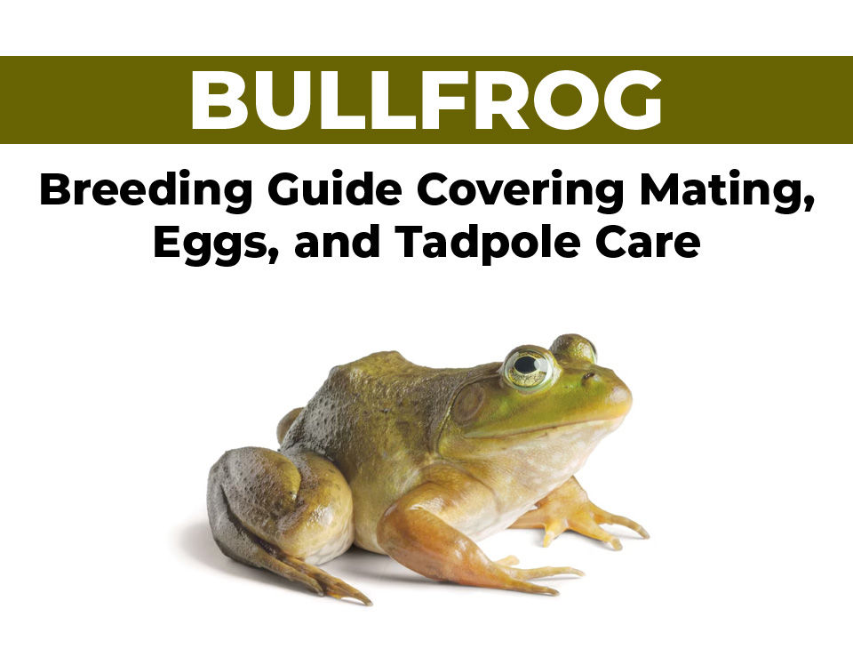 Bullfrog Breeding Guide Covering Mating, Eggs, and Tadpole Care