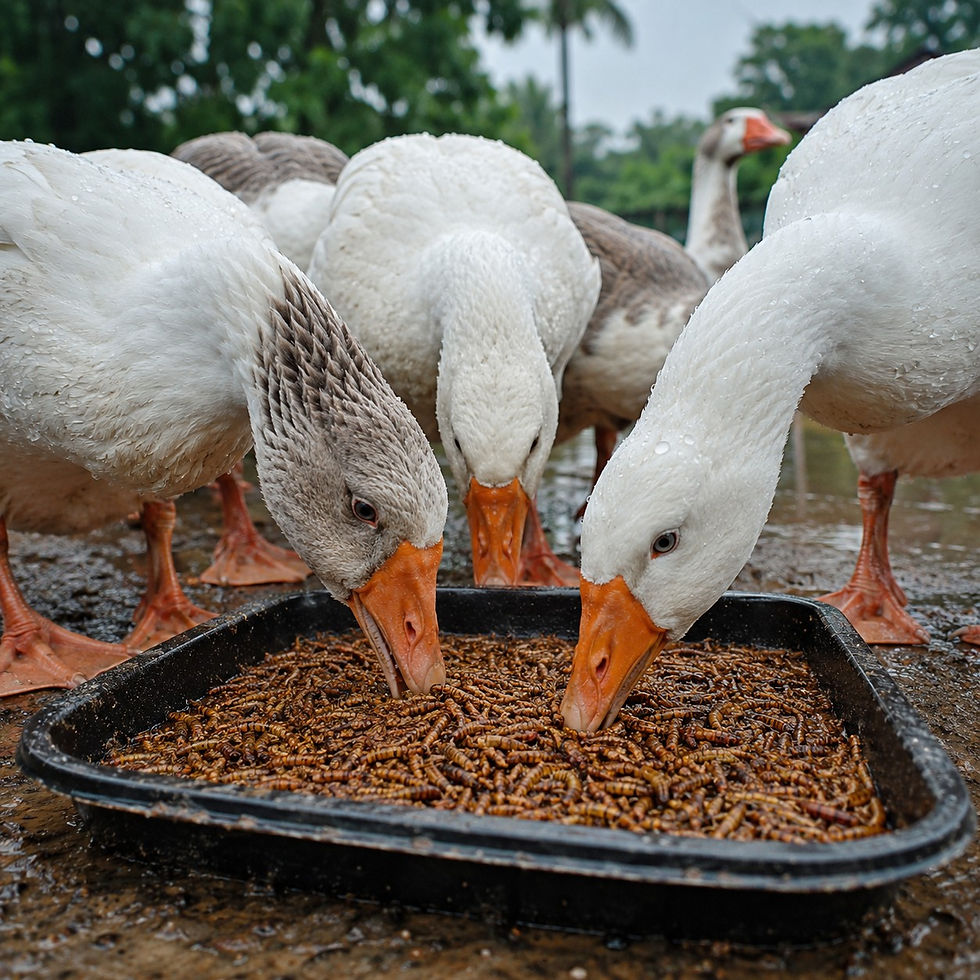 Geese with orange beaks eat from a tray of worms on a wet, muddy ground. Green trees in the background, creating a natural setting.