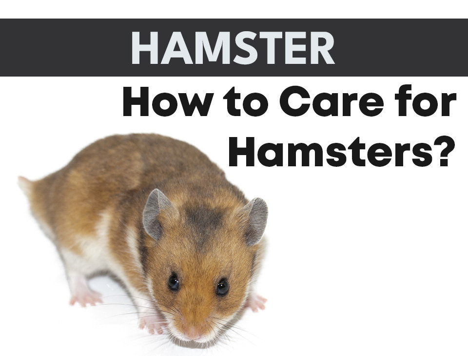 Photo inspiration: Fresh Look at How To Care For Hamsters