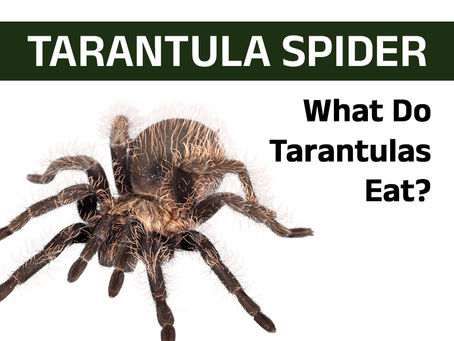  What Do Tarantulas Eat?