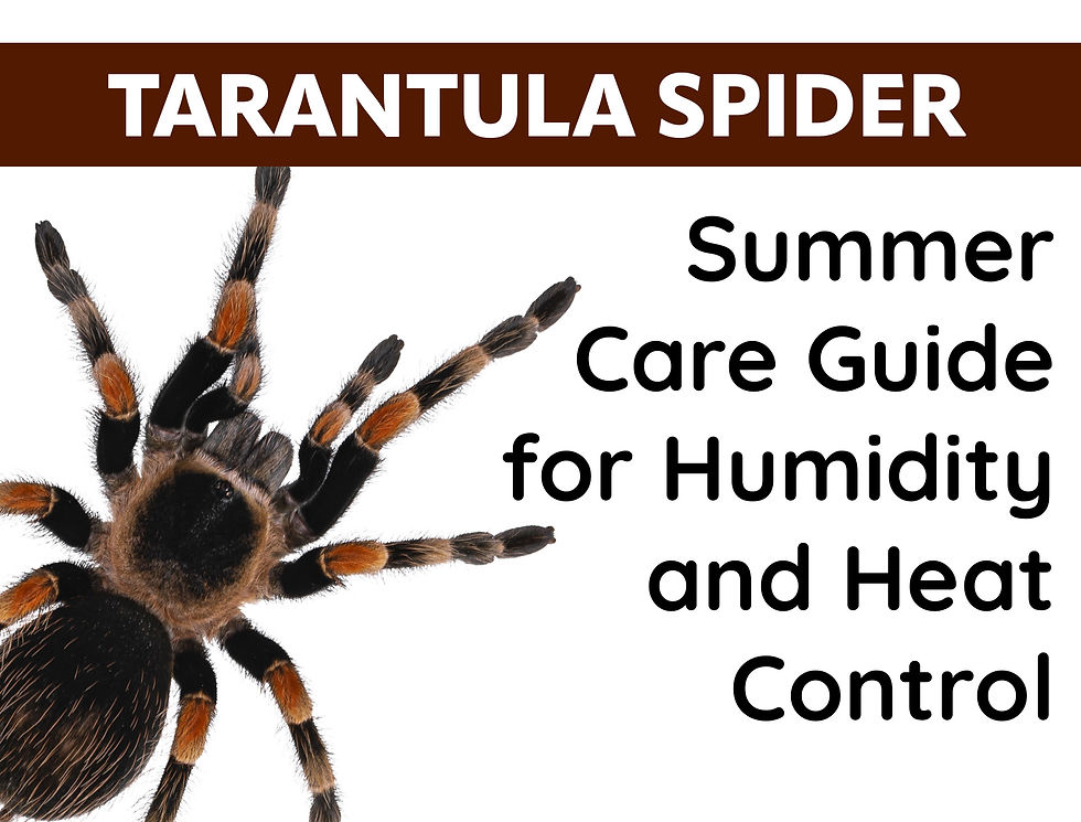 Tarantula Summer Care Guide for Humidity and Heat Control