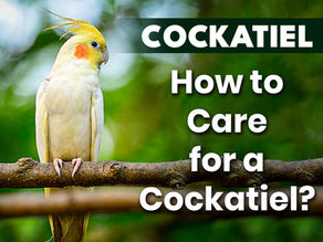 How to Care for a Cockatiel?