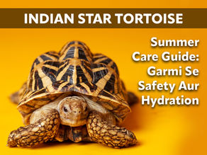 Indian Star Tortoise Summer Care Guide: Garmi Se Safety Aur Hydration