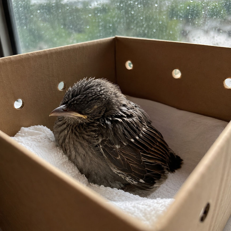 Wet baby bird resting on a white towel in a cardboard box by a rainy window.