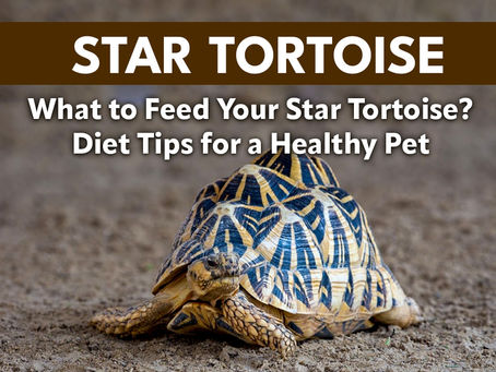 What to Feed Your Star Tortoise? Diet Tips for a Healthy Pet