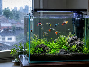 Guppy Fish in Monsoon Tanks: Avoiding Ammonia Spikes & Sudden Stress Factors