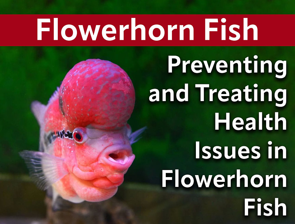 Flowron Fish Preventing and Treating Health Issues in Flowerhorn Fish