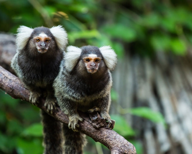 Two marmosets with fluffy white ears perch on a branch against a green, leafy background. They appear curious and alert.