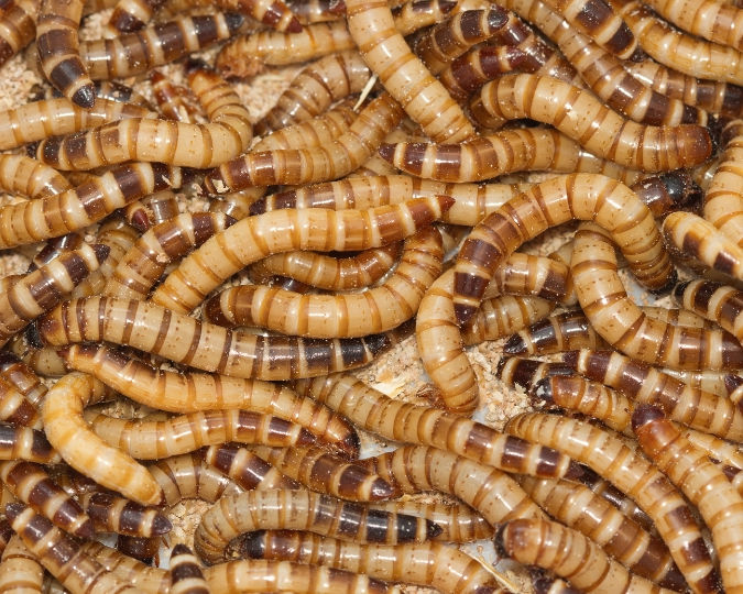 A cluster of brown superworms on a sandy surface, displaying segmented bodies and a shiny texture, creating a crowded, writhing pattern.