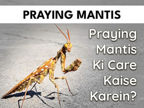 Praying Mantis Ki Care Kaise Karein?