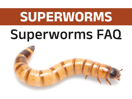 Superworms FAQ: Nutrition, Care, and Feeding Tips