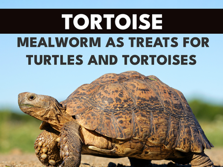 Mealworms as treats for Turtles and Tortoises