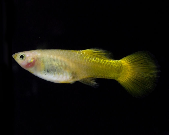 Bright yellow guppy swimming in a dark, aquarium-like setting. The fish has translucent, flowing fins and distinct scale patterns.