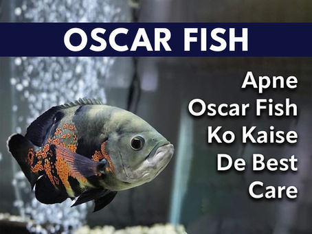 Apne Oscar Fish Ko Kaise De Best Care?