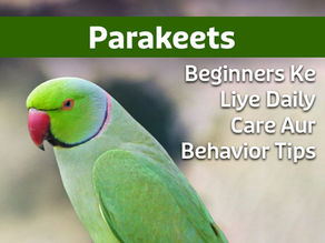 Parakeets Care Guide: Beginners Ke Liye Daily Care Aur Behavior Tips