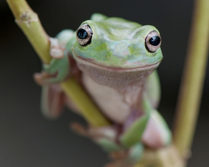 Dumpy Tree Frog Care Guide for Beginners and Daily Handling Tips