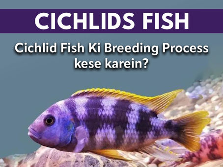 Cichlid Fish Ki Breeding Process kese karein?