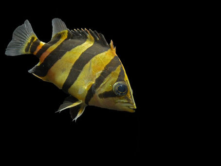 Datnoid Tank Setup Guide: Aquascaping, Filtration aur Tank Mates