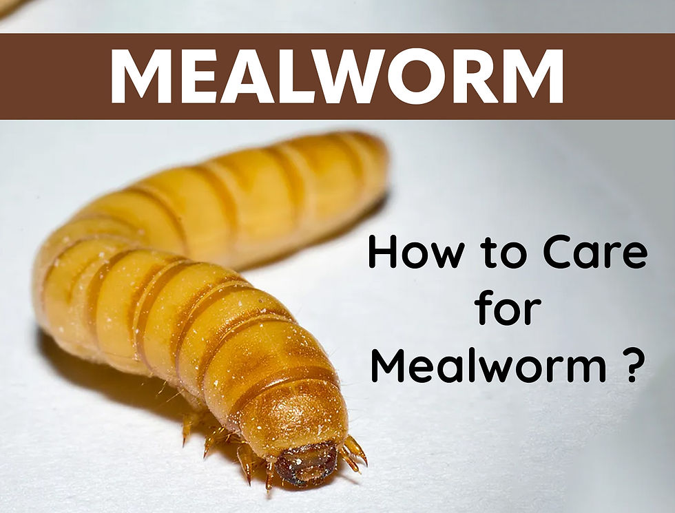 How to Care for Mealworms ?
